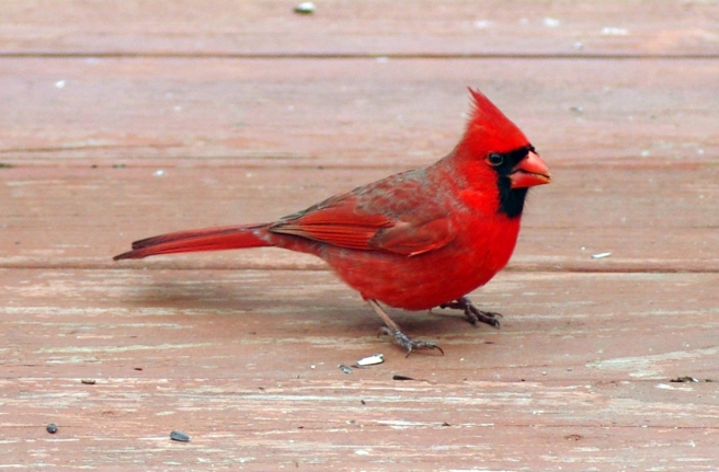 male-red-cardinal