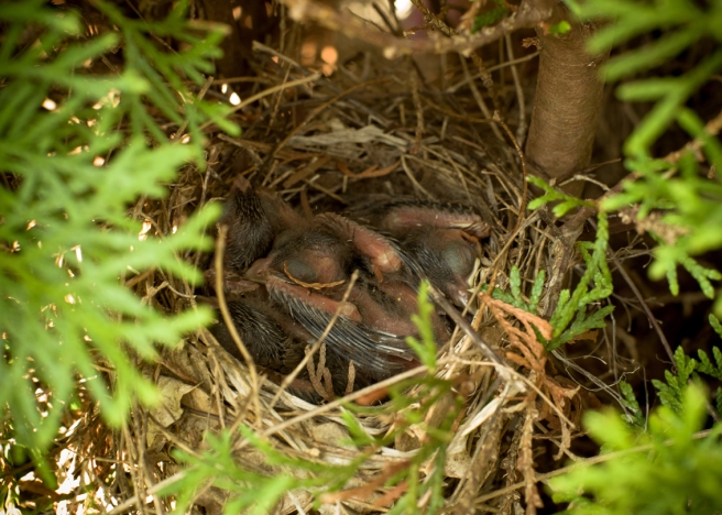 red-cardinal-chicks-lowres